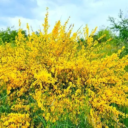 Lodge Keja Chlapowo Władysławowo