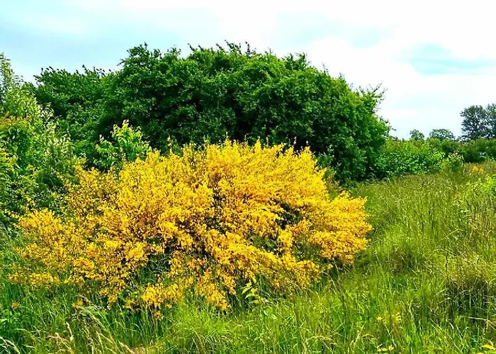 Keja Chlapowo Chata *